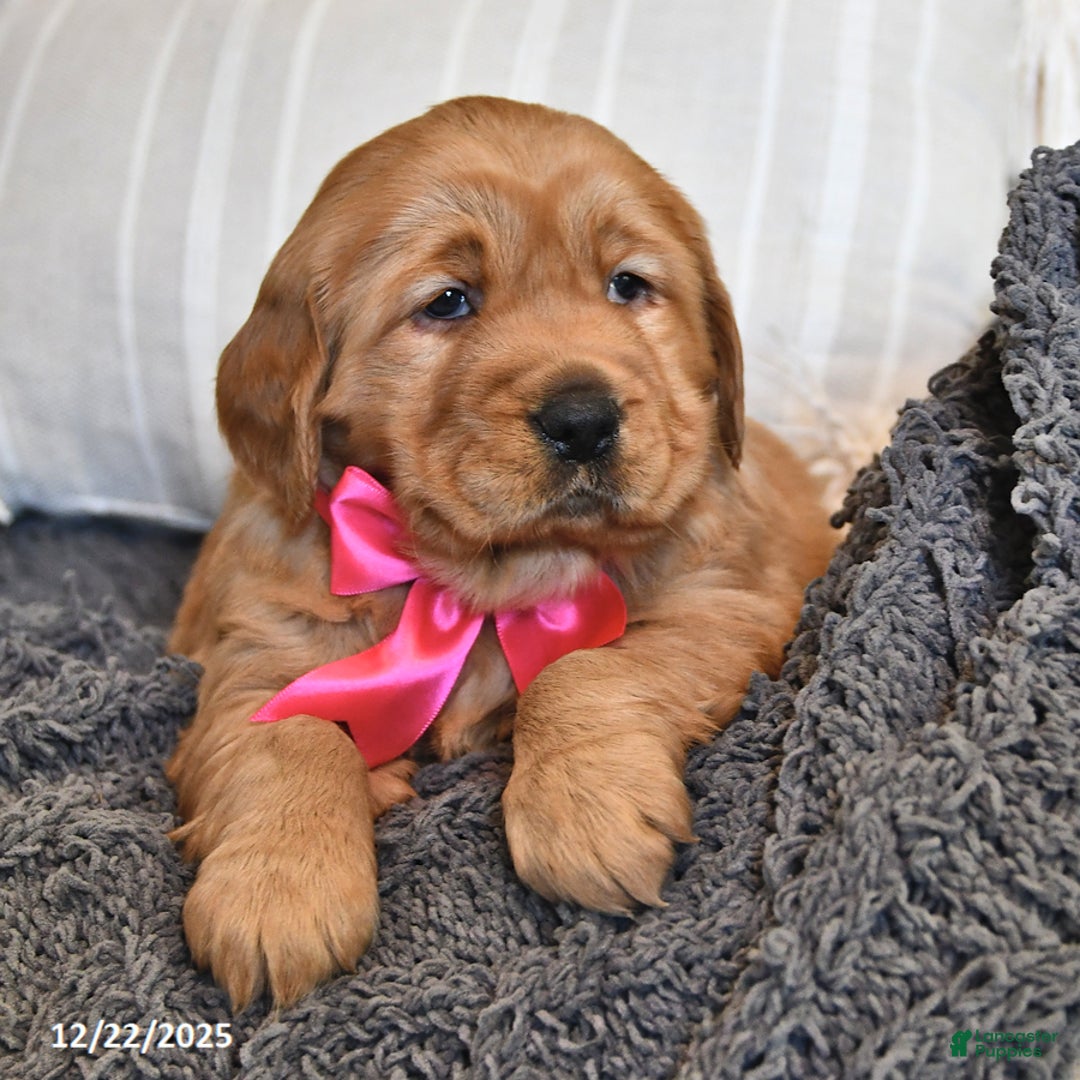 Golden Retriever dogs for sale: Adorable Addie - Ad 3