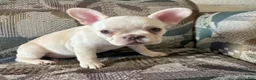 French Bulldog dogs for sale: SNOW WHITE - BEAUTY in CALI, USA DELIVERY & FINANCING OPTIONS! - Ad 3
