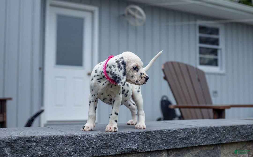 Dalmatian dogs Liz - Ad 32