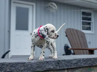 Dalmatian dogs Liz - Ad 32