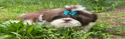 Shih Tzu dogs for sale: Weston - Ad 5