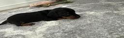 Miniature Dachshund dogs for sale: Miniature Dachshund 4 - Ad 7