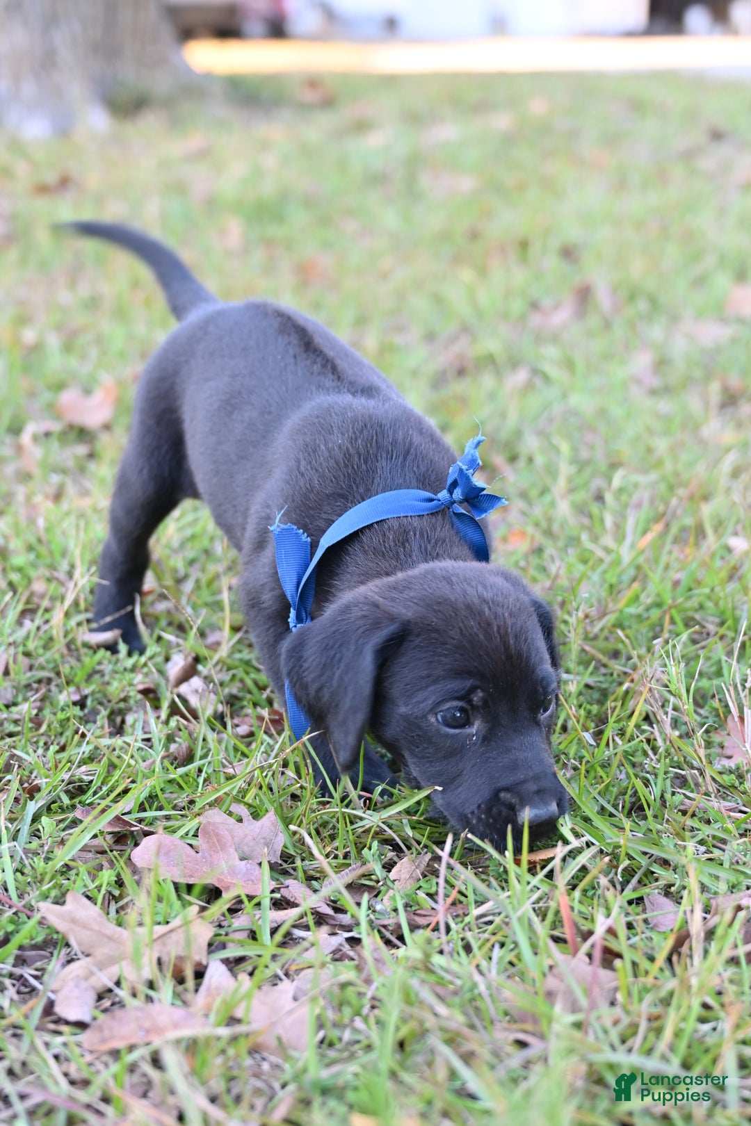 Mixed Breed dogs for sale: Puppy 8 - Ad 2