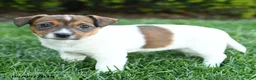 Jack Russell Terrier dogs for sale: Hazel - Ad 3