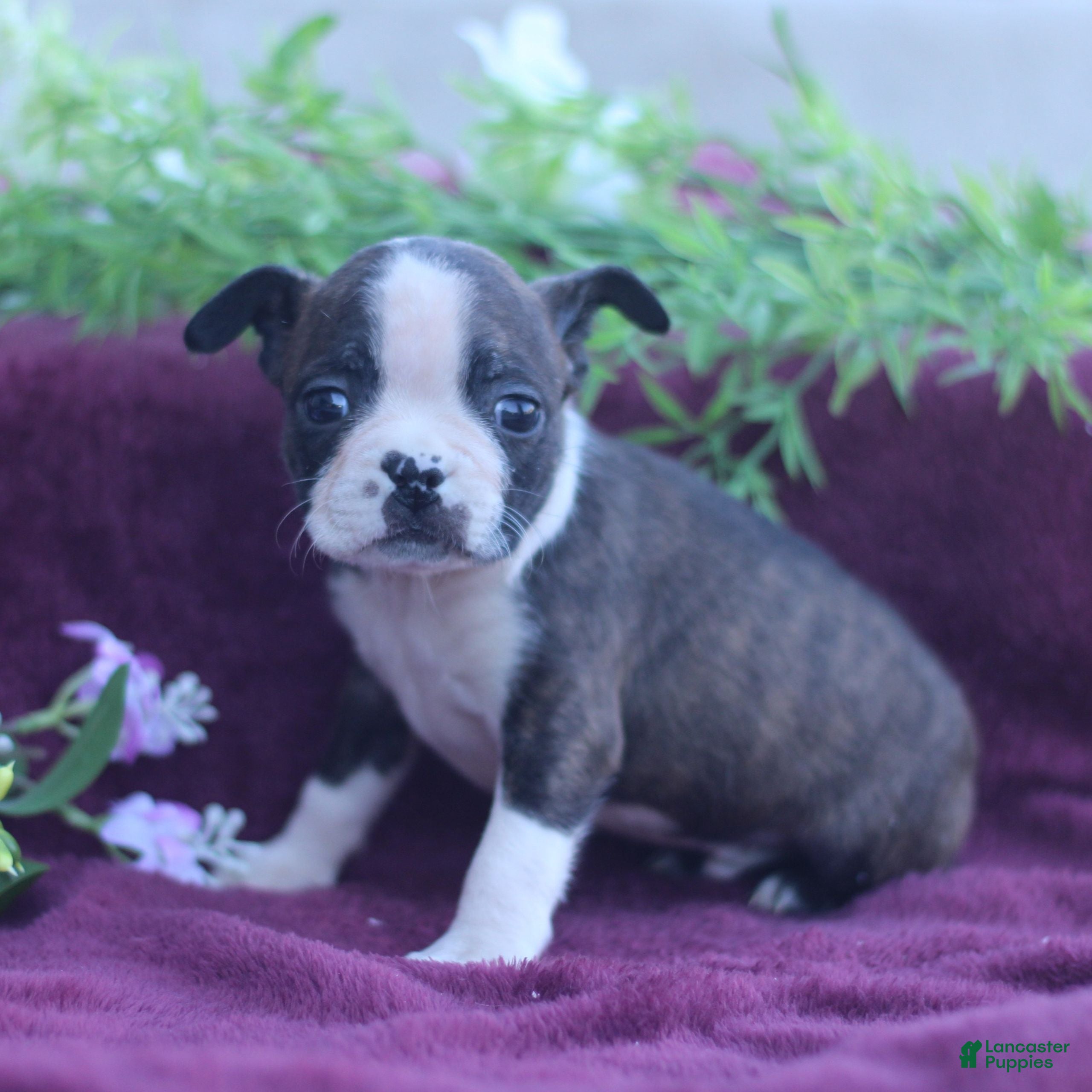 Boston Terrier dogs Moxie - Ad 1