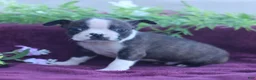 Boston Terrier dogs for sale: Moxie - Ad 1