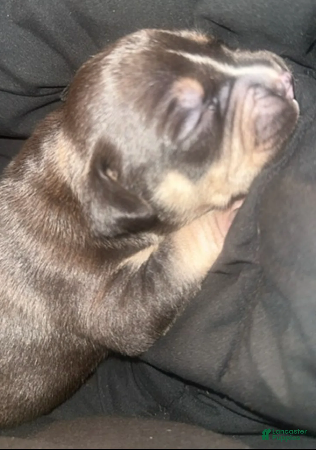 American Bully dogs for sale: American Bully Puppy 1 - Ad 4