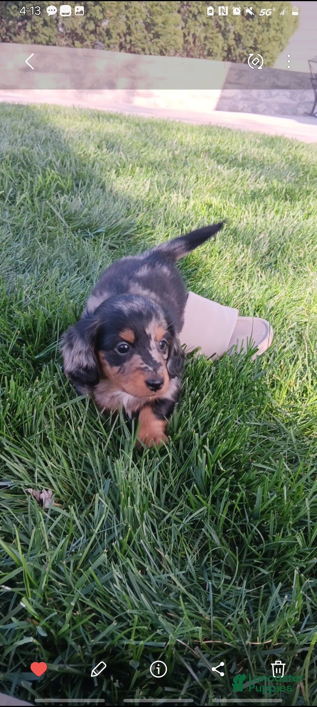 Dachshund dogs Jenna - Ad 2