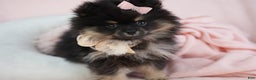 Pomeranian dogs for sale: Pomeranian Puppy 3 - Ad 3