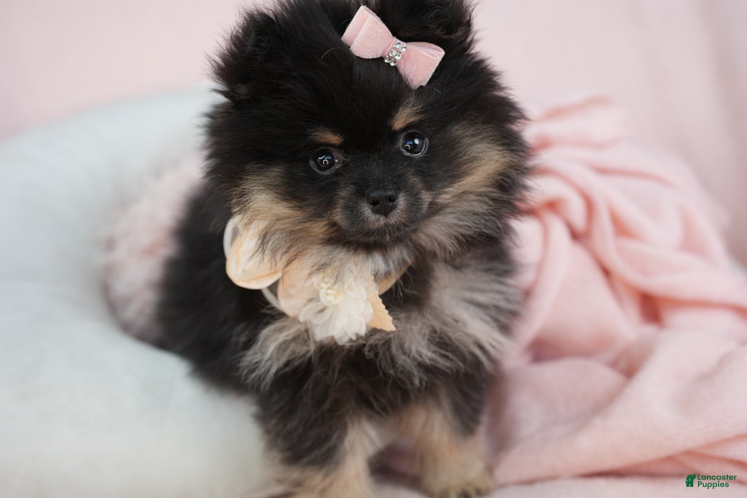 Pomeranian dogs for sale: Pomeranian Puppy 3 - Ad 3