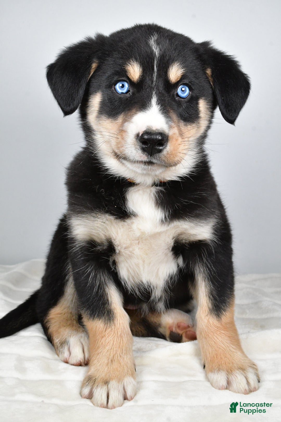 Mixed Breed dogs for sale: Bo - Ad 8