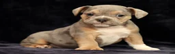 Beabull dogs for sale: Captain - Ad 5