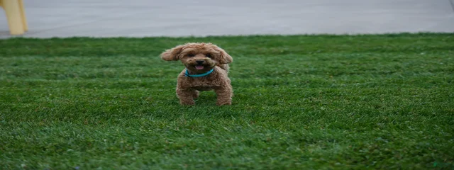 Chase