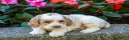 Cockapoo dogs for sale: Grant - Ad 3