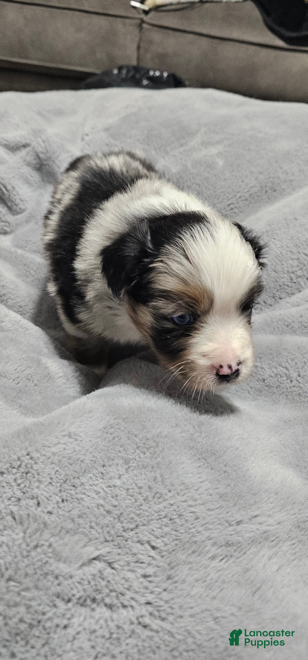 Miniature Australian Shepherd dogs for sale: Donut - Ad 4