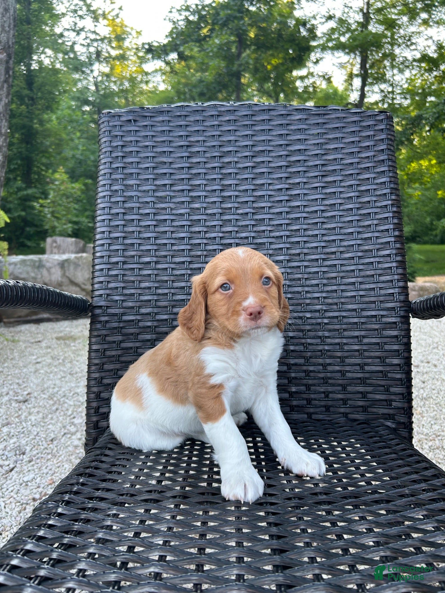 Brittany Spaniel dogs Vince - Ad 1