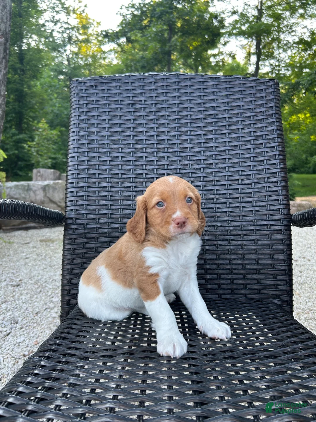 Brittany Spaniel dogs for sale: Vince - Ad 1
