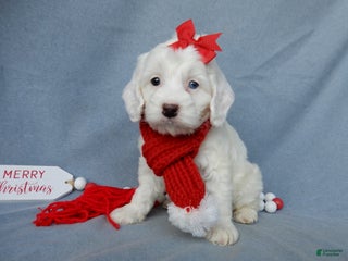 Cockapoo dogs Piper - Ad 27