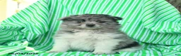 Pomeranian dogs for sale: Randall  - Ad 2