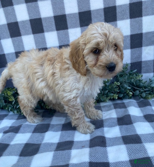 Mini Goldendoodle dogs Lenny - Ad 2