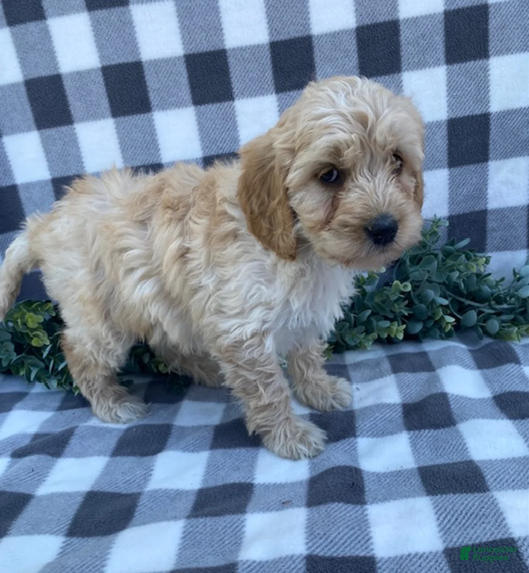 Mini Goldendoodle dogs for sale: Lenny - Ad 2