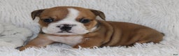 English Bulldog dogs for sale: Paige - Ad 3