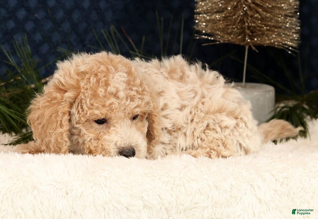 Bichpoo dogs for sale: Ike - Ad 6