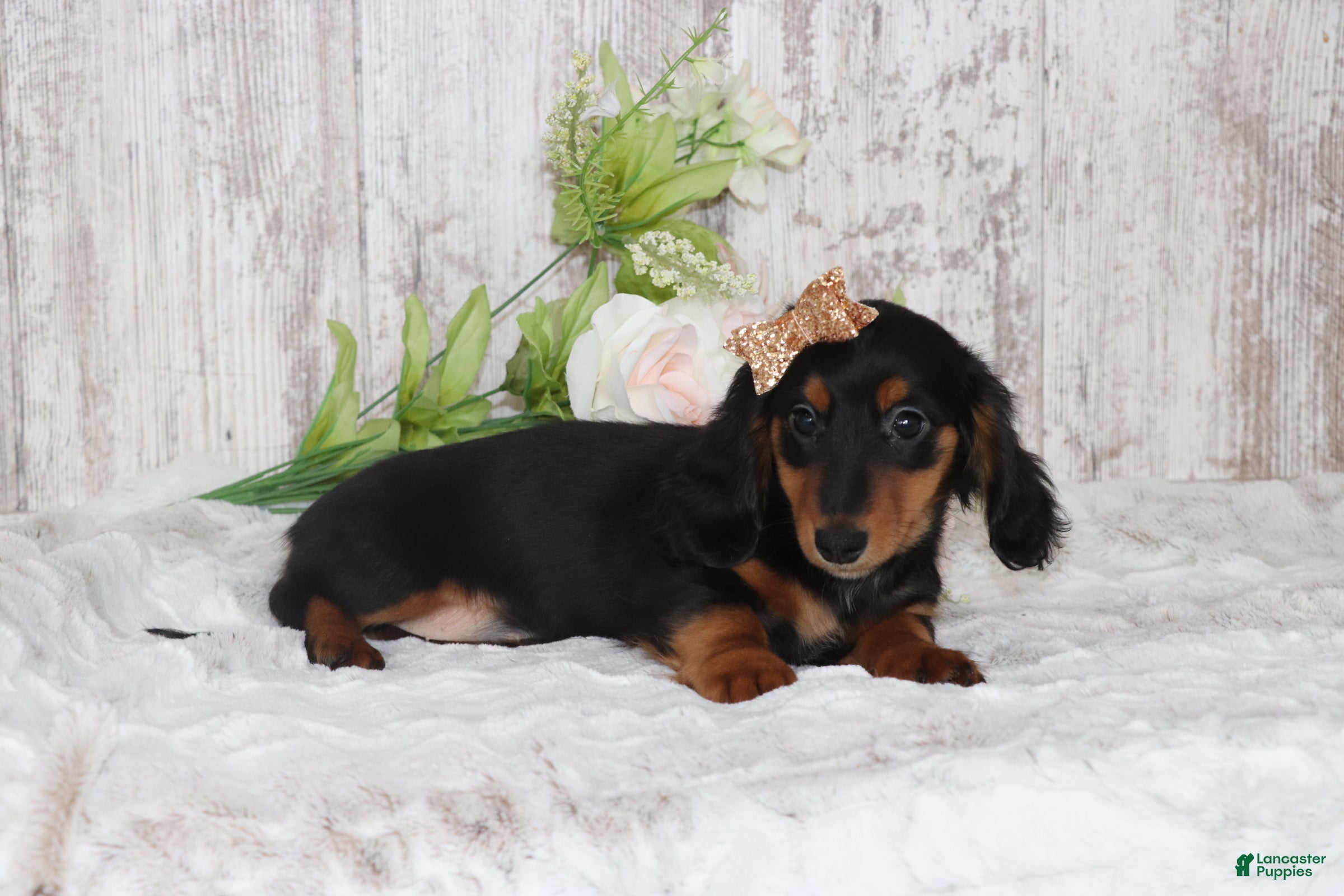 Dachshund dogs Pansy - Ad 2