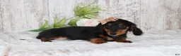 Dachshund dogs for sale: Pansy - Ad 2