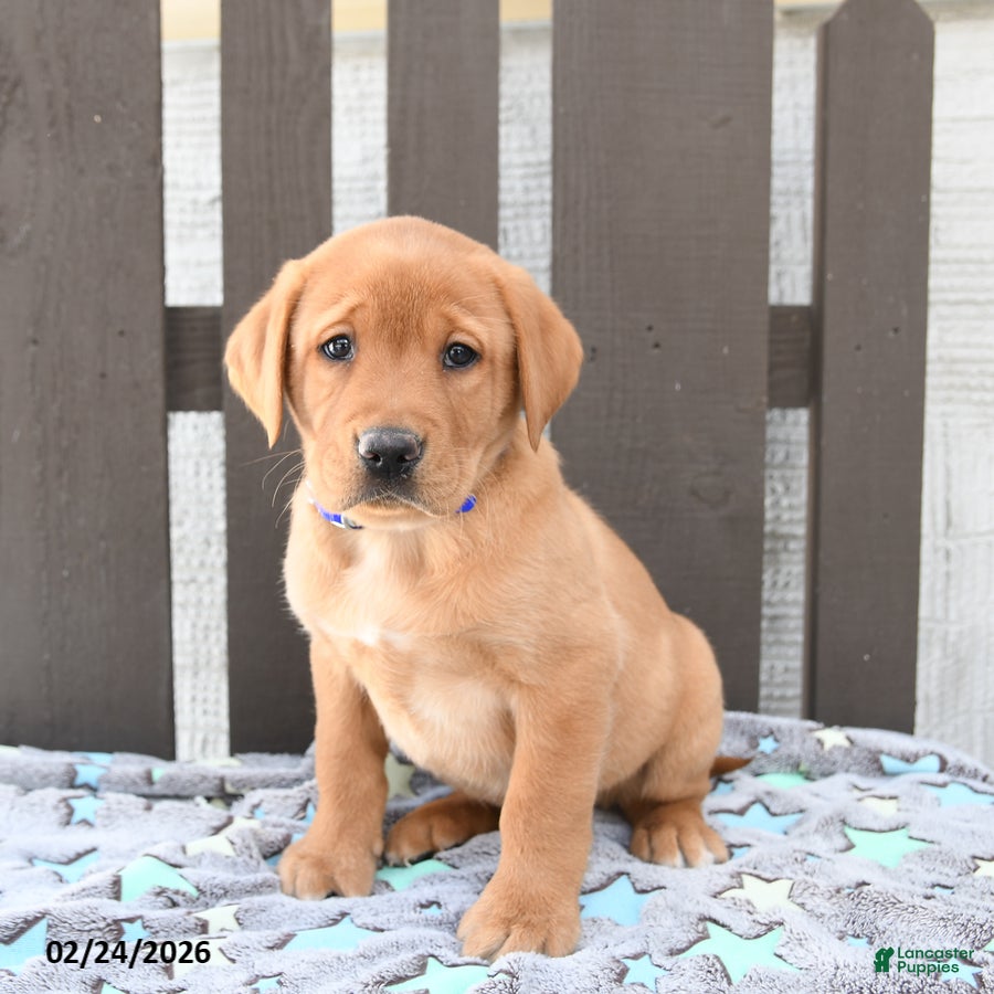 Labrador Retriever dogs Sailor - Ad 2