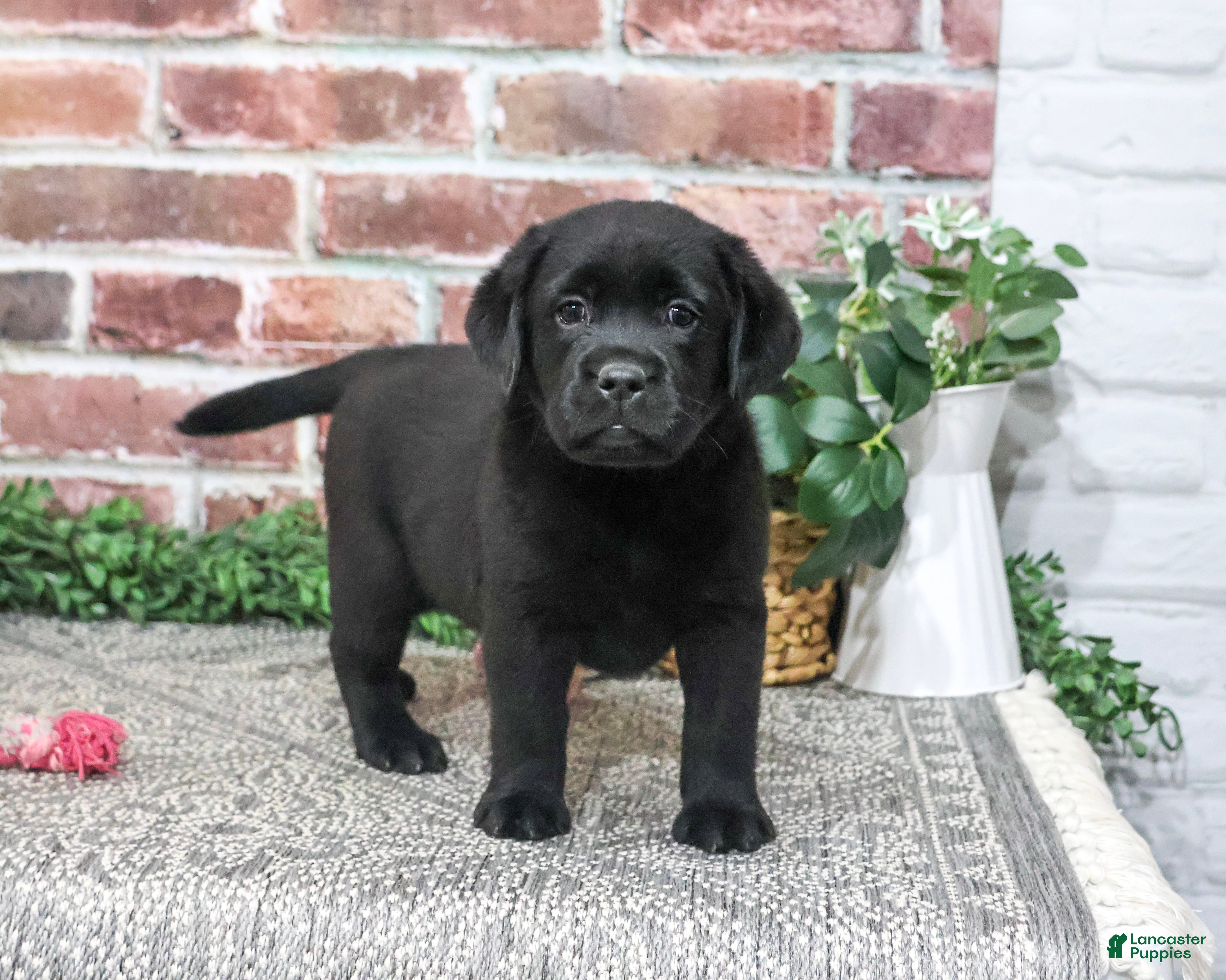 Labrador Retriever dogs for sale: Amber - Ad 1