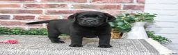 Labrador Retriever dogs for sale: Amber - Ad 1