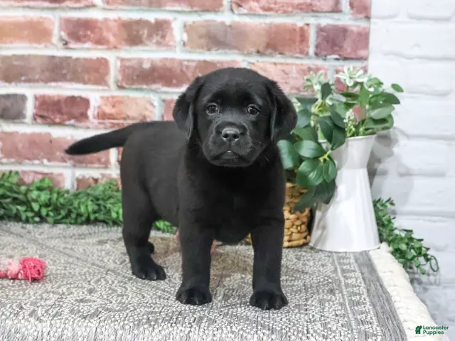Labrador Retriever dogs for sale: Amber - Ad 1
