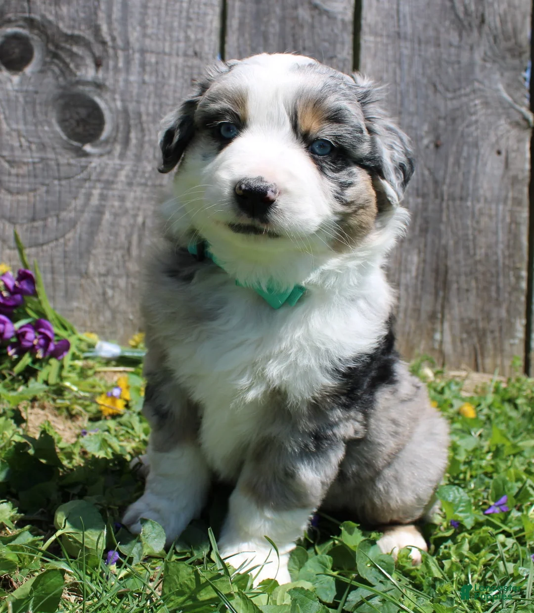 Gallery Image {{count}}