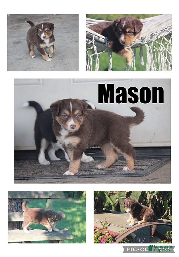 Mixed Breed dogs Mason - Ad 17
