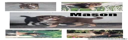 Mixed Breed dogs for sale: Mason - Ad 1
