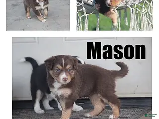 Mixed Breed dogs Mason - Ad 17