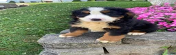 Bernese Mountain Dog dogs for sale: Ranger - Ad 5