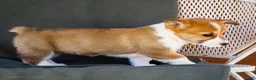 Welsh Corgi Pembroke dogs for sale: Beauty - Ad 3