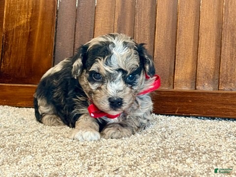Toy Poodle dogs Goose - Ad 2
