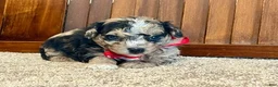 Toy Poodle dogs for sale: Goose - Ad 2