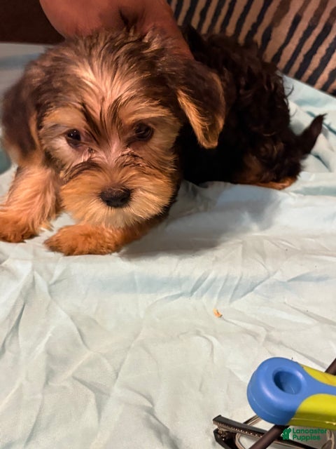 Yorkshire Terrier dogs Ralph - Ad 4