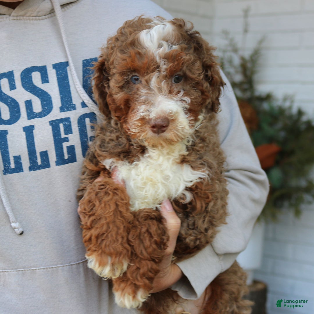 Mini Bernedoodle dogs for sale: Max  - Ad 2