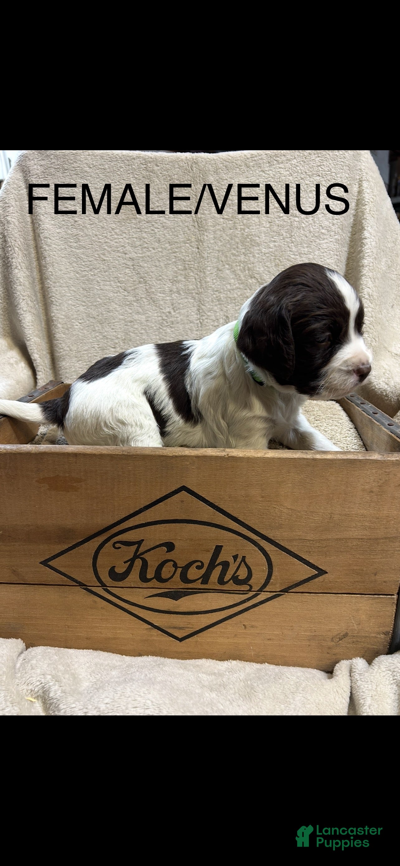 English Springer Spaniel dogs English Springer Spaniel Puppy 1 - Ad 8