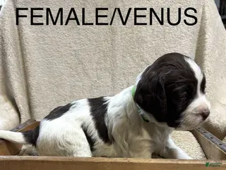 English Springer Spaniel dogs English Springer Spaniel Puppy 1 - Ad 8