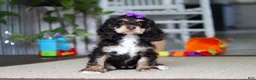 Cocker Spaniel dogs for sale: Hazel - Ad 4
