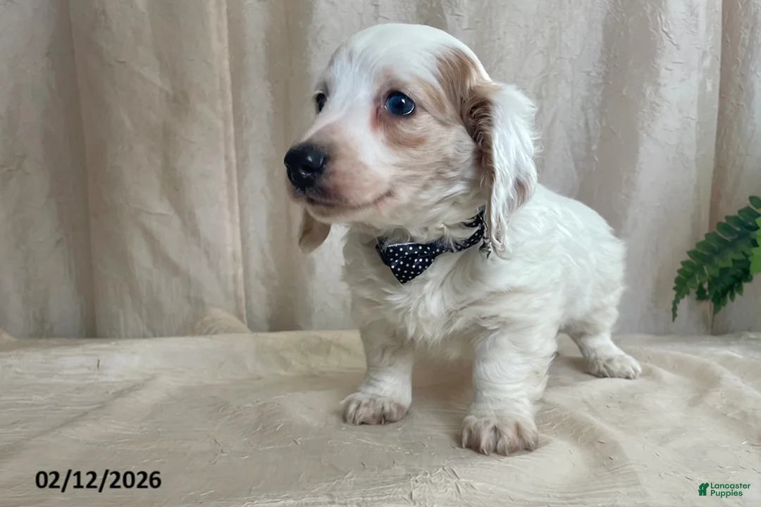 Miniature Dachshund dogs for sale: Valentine - Ad 7