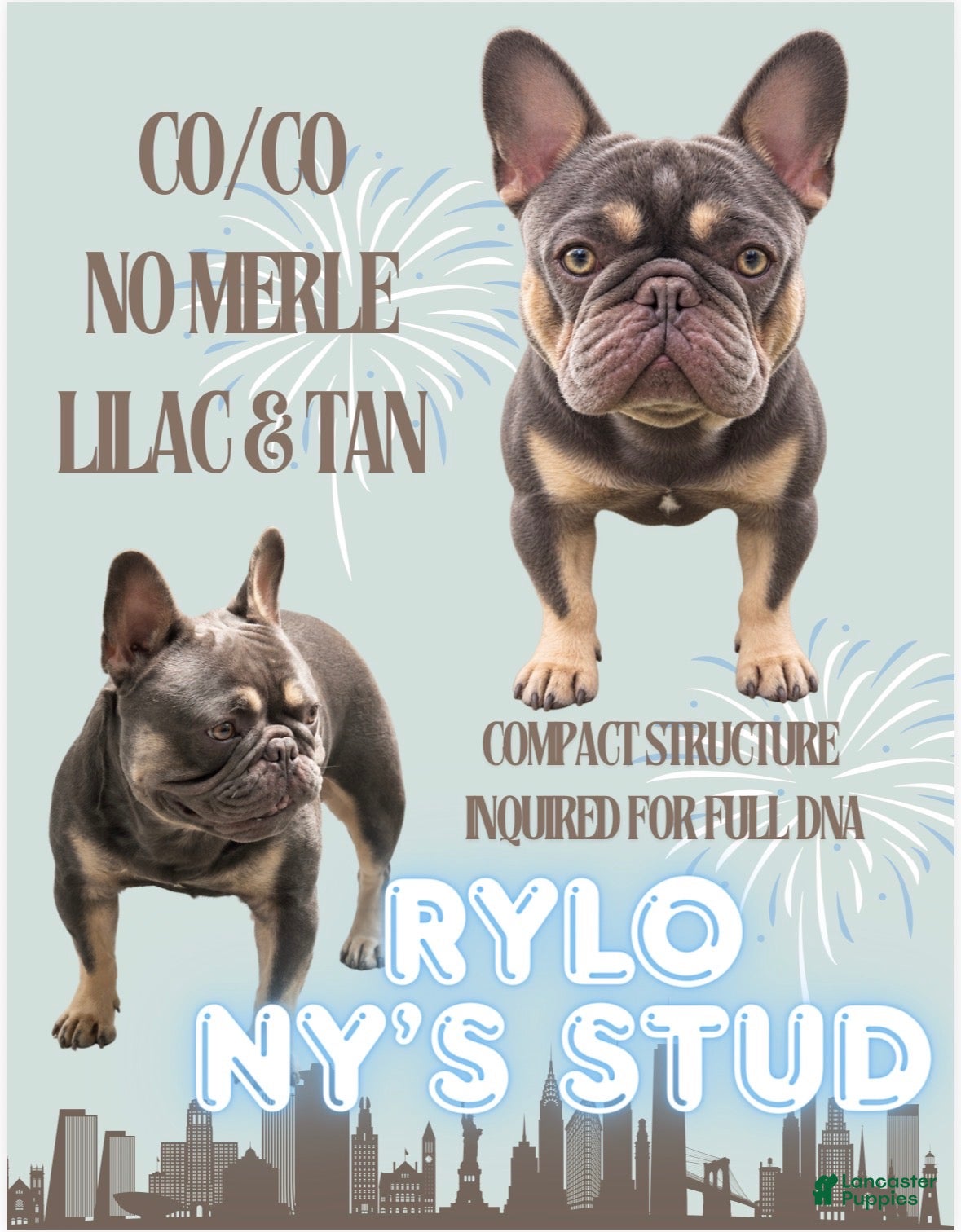 French Bulldog dogs Rylo - Stud Hire - Ad 13