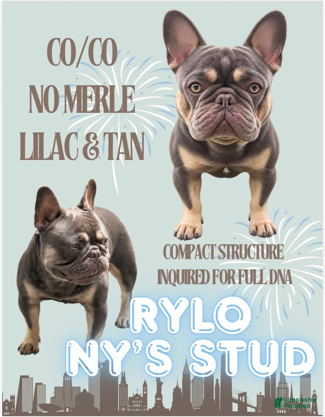 French Bulldog dogs for stud: Rylo - Stud Hire - Ad 1
