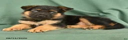 German Shepherd dogs for sale: Gunner - Ad 3